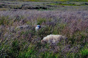 Wettbewerb Island “Rams – der Kinofilm in der Schweiz” 1 schaf wettbewerb